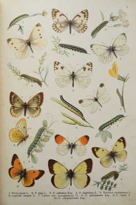 Ламперт К. Атлас бабочек и гусениц Европы и отчасти Русско-Азиатских владений... СПб., 1913.